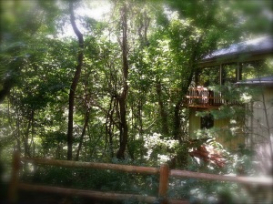 Tree House Dream Sideways
