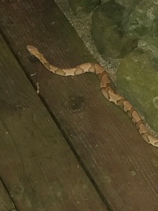 Copperhead 042517 on front porch