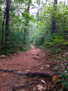 woods path 091410d